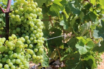 E-savjetovanje Nacrta natječaja za provedbu tipa operacije 5.2.1. „Obnova poljoprivrednog zemljišta i proizvodnog potencijala“