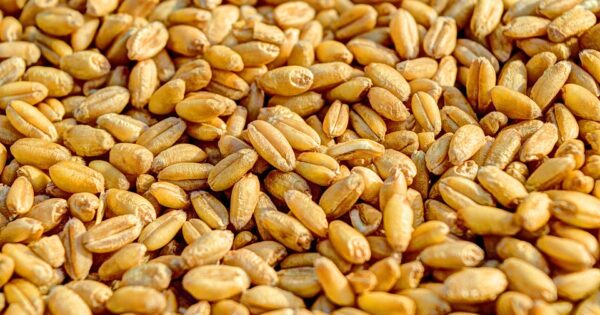 Jesenja sjetva usmjerena na intenziviranu raznolikost poljoprivrednih površina